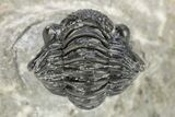 Enrolled Gerastos Trilobite Fossil - Morocco #242773-2